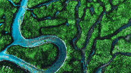 曲がりくねった青い水路がある濃密な緑のマングローブ林の空撮。