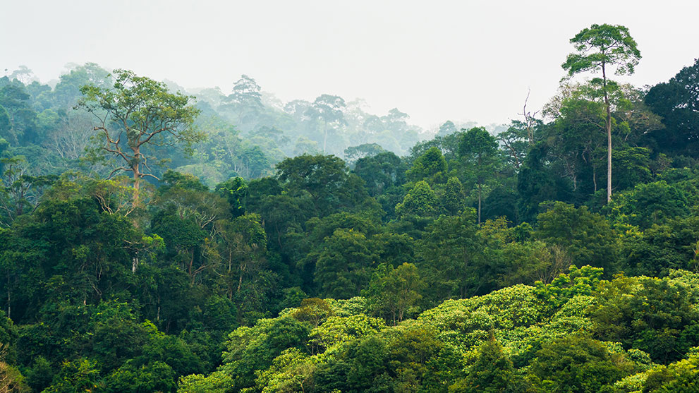 霧の中の濃い緑の木の冠、多様な植物と木々。